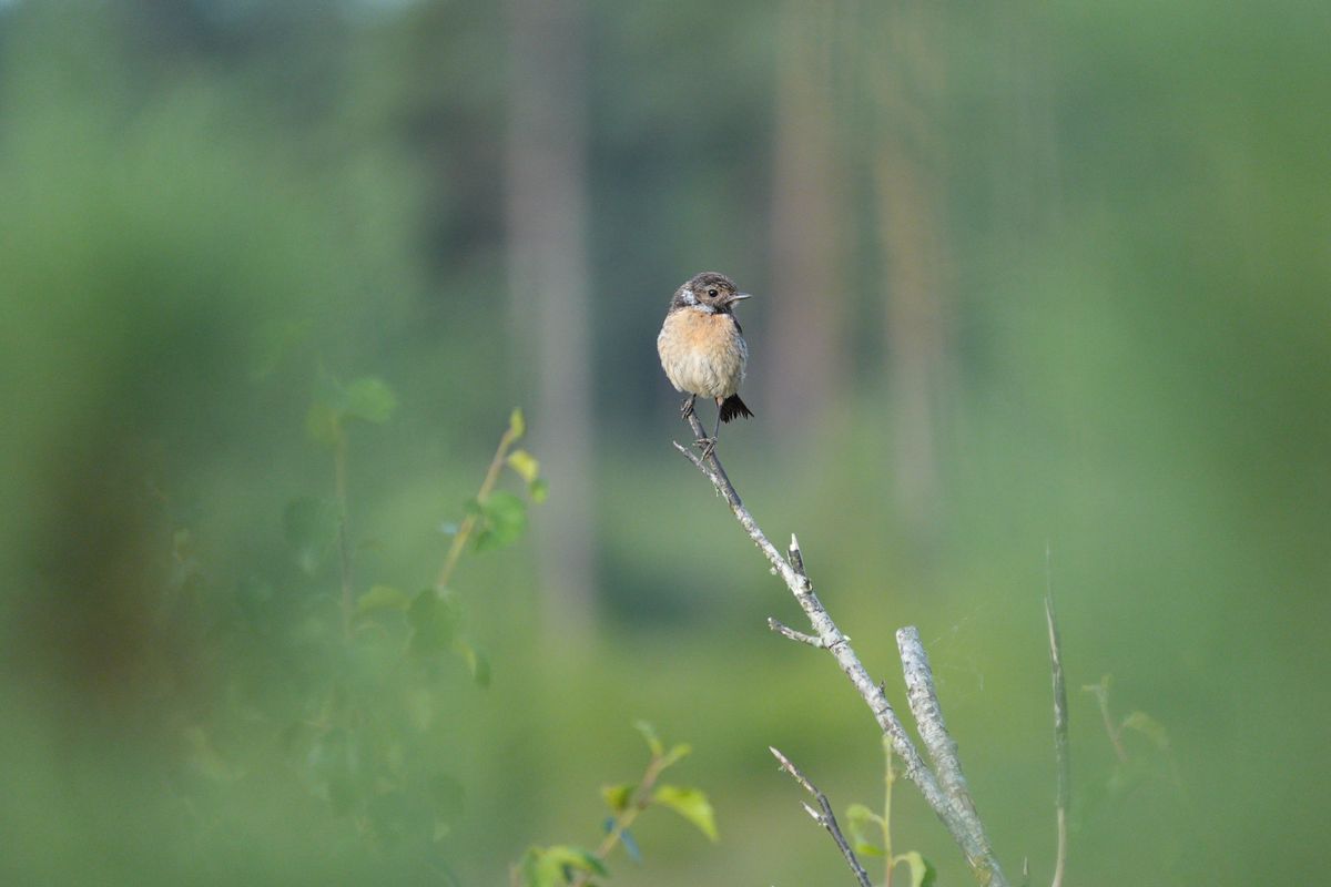A stonechat perched on a branch in a nature reserve, photographed with a supertelephoto lens of a Sony camera