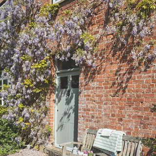 Flowering wisteria growing on brick wall of house above blue front door