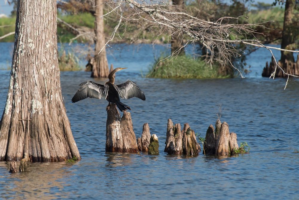 Louisiana wetlands.