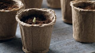 Seedling sprouting in a paper pot
