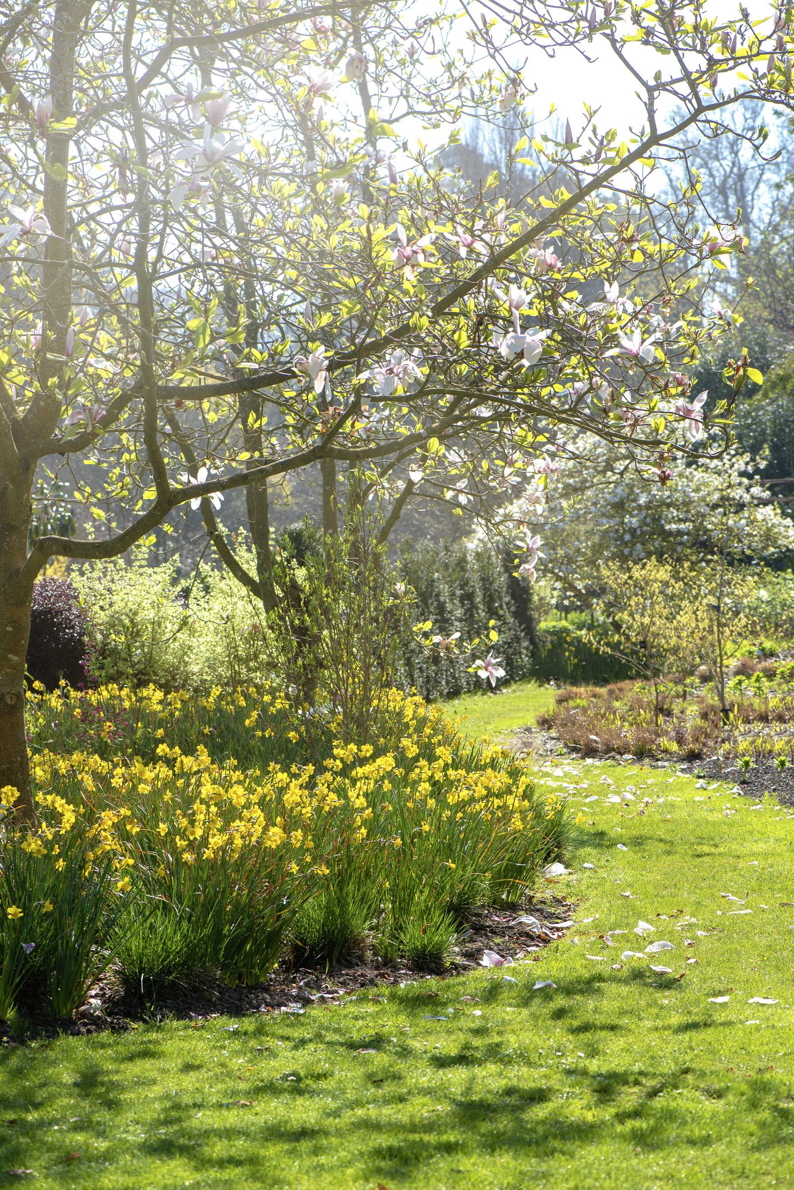 Spring lawn care tips: 7 steps to revive your turf | Gardeningetc