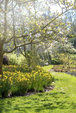 blossom over grass