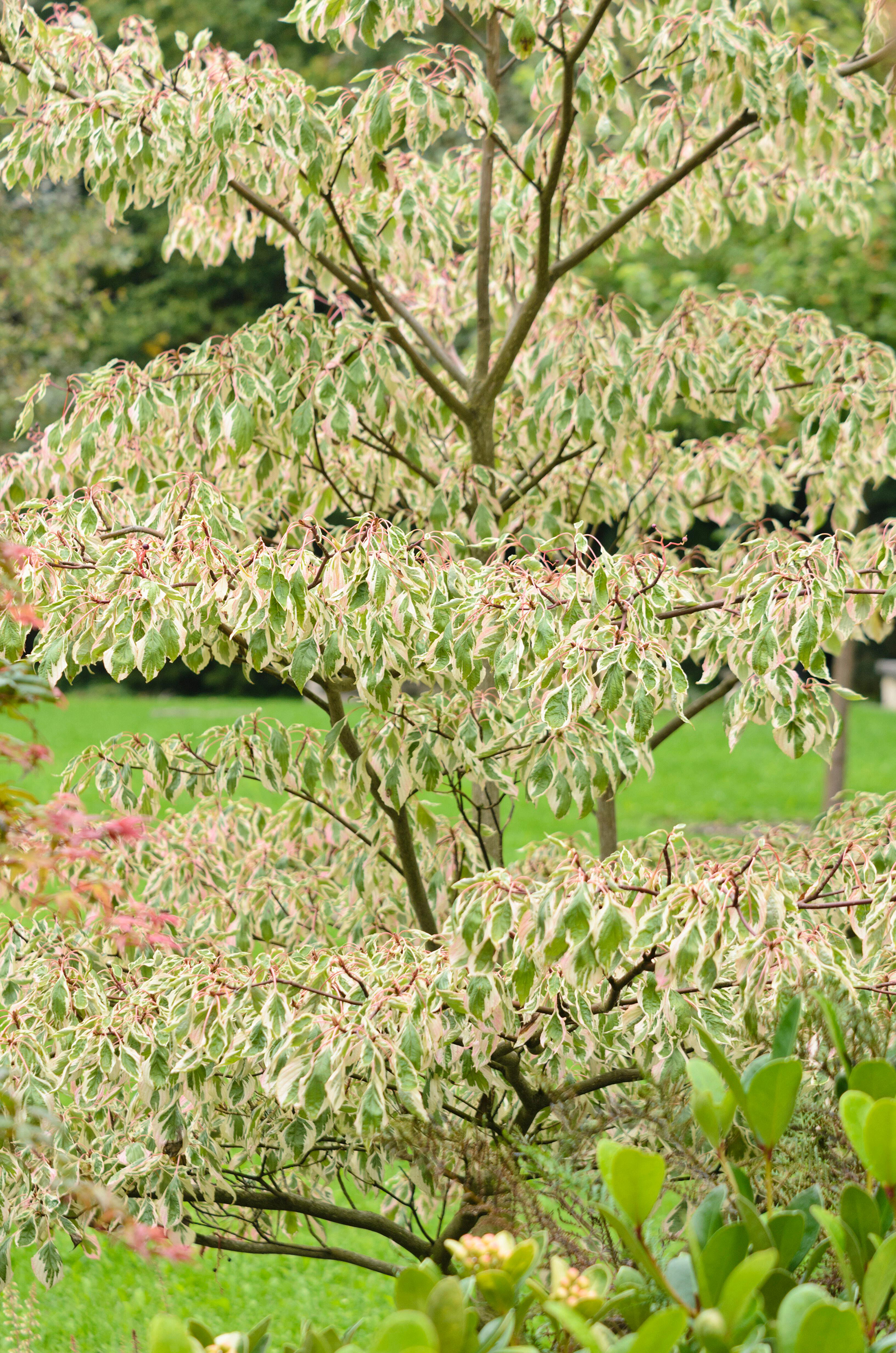 Wedding cake tree Cornus controversa 'Variegata'