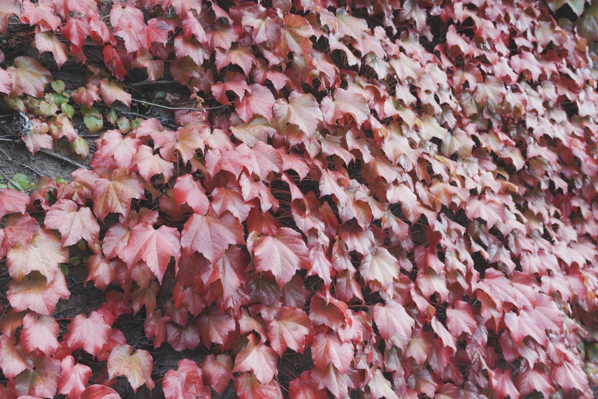 A photo of red and pink ivy climbing up a wall, taken on a Sony ZV-E10 II vlogging camera