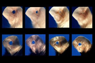 While ear tissue doesn't normally grow back completely in mice, the lack of one gene makes ears heal without scars.