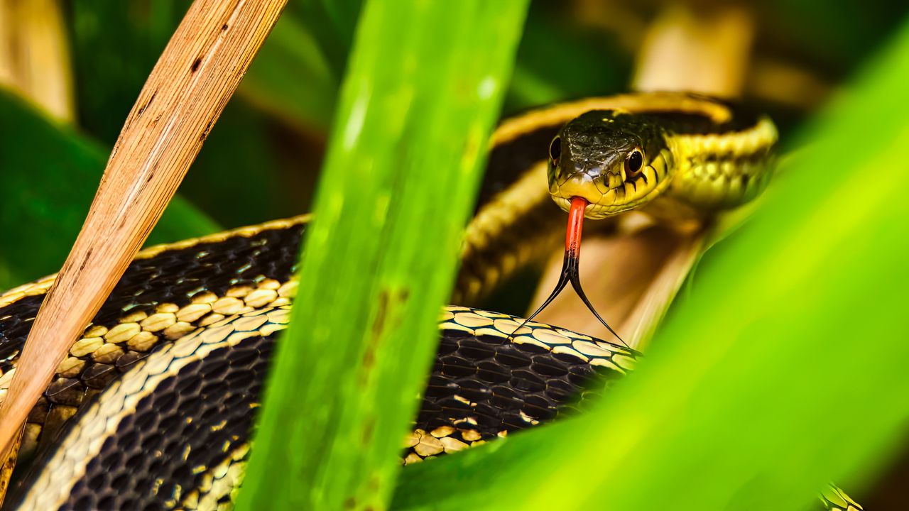 Snake repellent plants