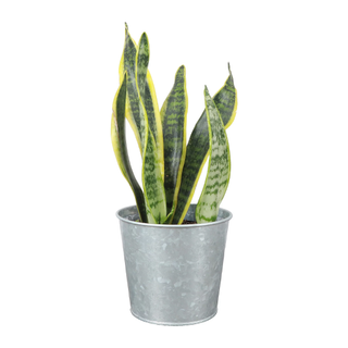 Thorsen's Greenhouse Snake Plant