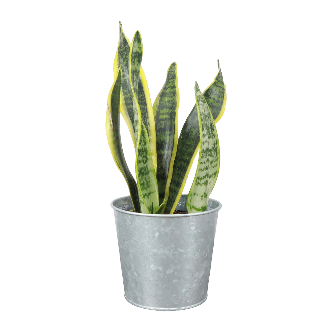 Thorsen's Greenhouse Snake Plant