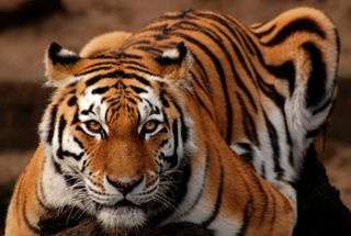 a Siberian, or amur tiger