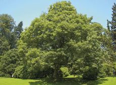 sycamore-tree.jpg