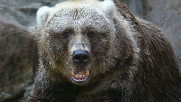 SYDNEY, AUSTRALIA - JANUARY 17:Cynthia, a Kodiak bear enjoys an Atlantic salmon as Taronga Park Zoo&amp;#039;s Kodiak bears celebrate their 30th birthday at the zoo January 17, 2007 in Sydney, Austral