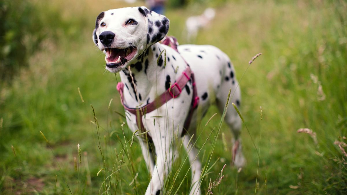 Dalmatian dog outside