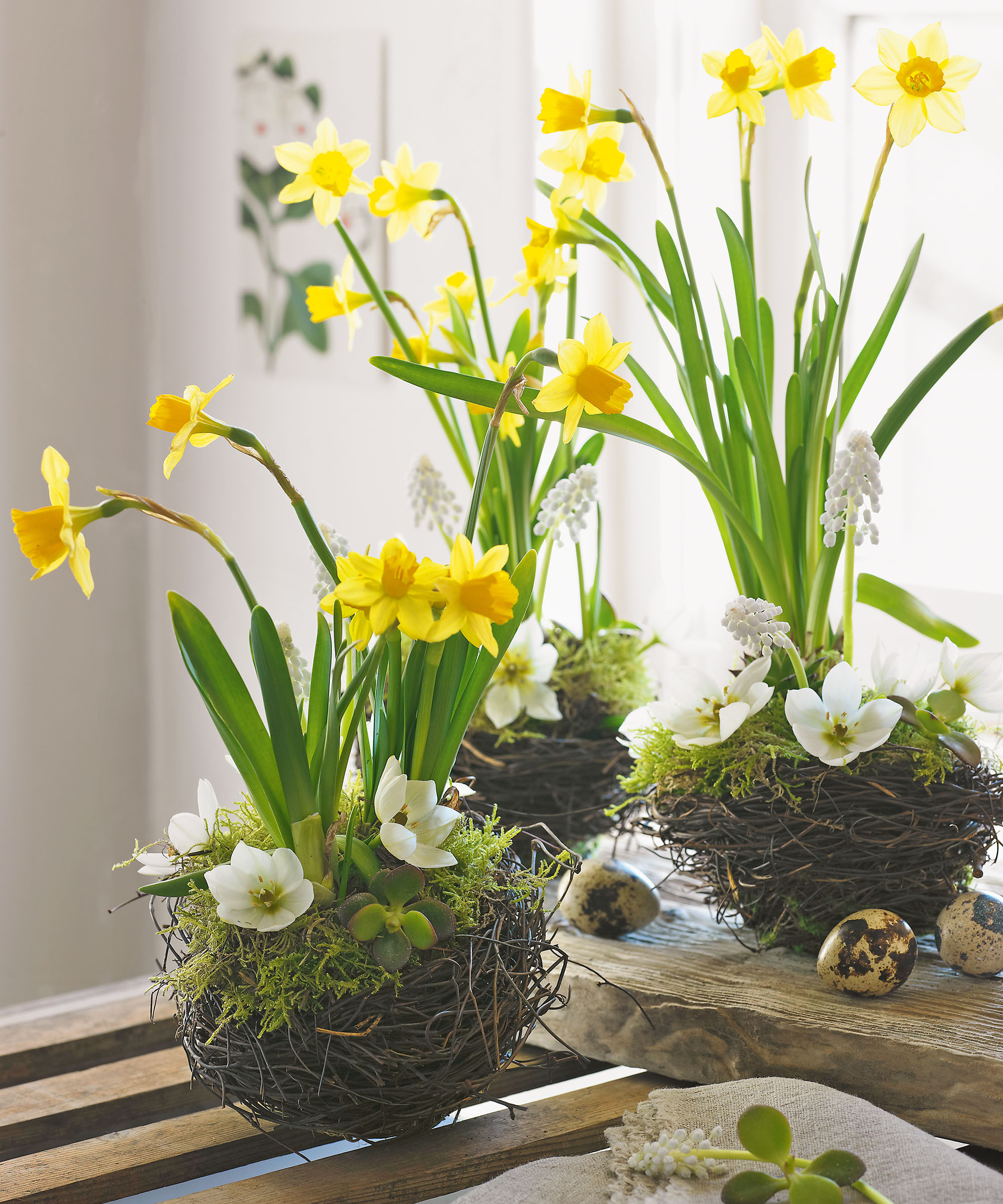 Mini nests, three small twig baskets planted with daffodils and anemones on a bench with brown eggs beside them