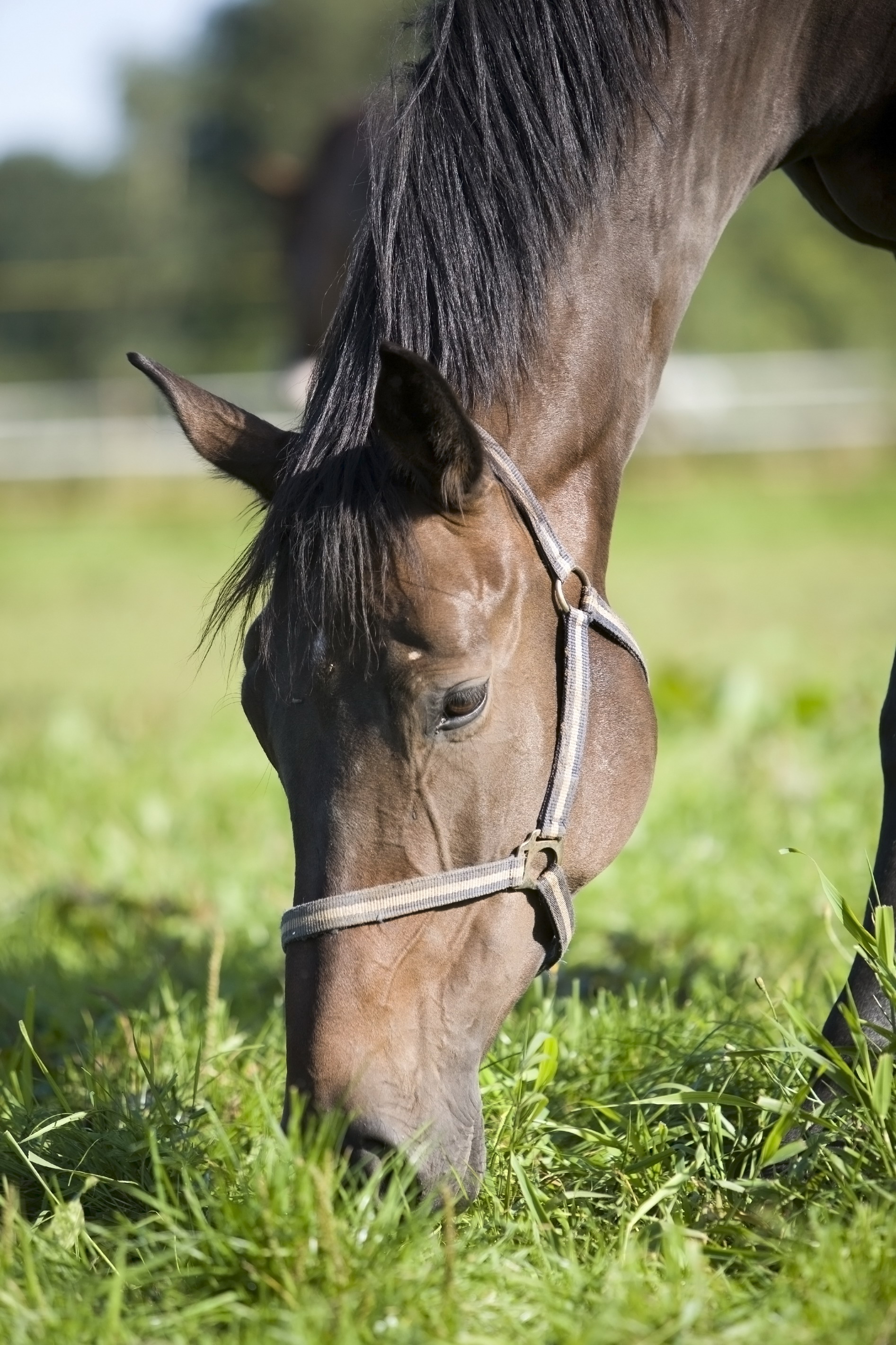 joint care supplements for horses with Green Lipped Mussel