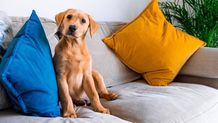 Cute Labrador puppy on sofa