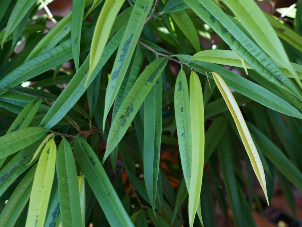 Ficus Banana Leaf Plants