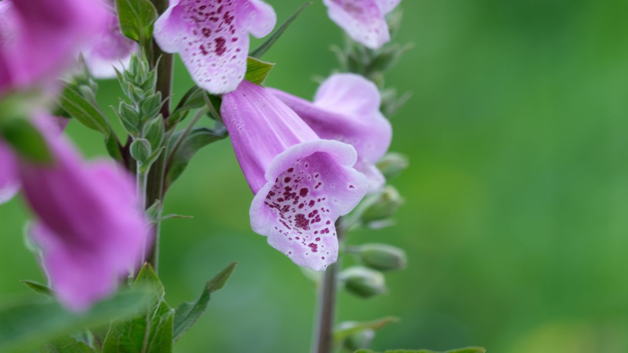 Images captured on the Fujifilm GFX100S ii