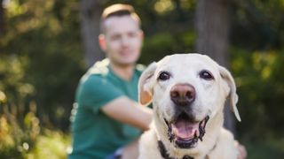 Labrador smiling with owner sat behind