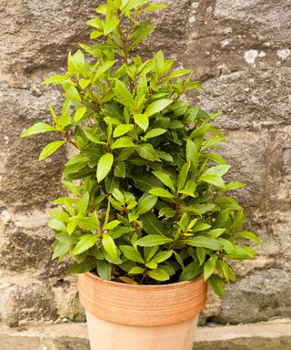 bay tree in pot