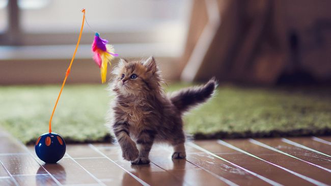 best cat toys to prevent boredom