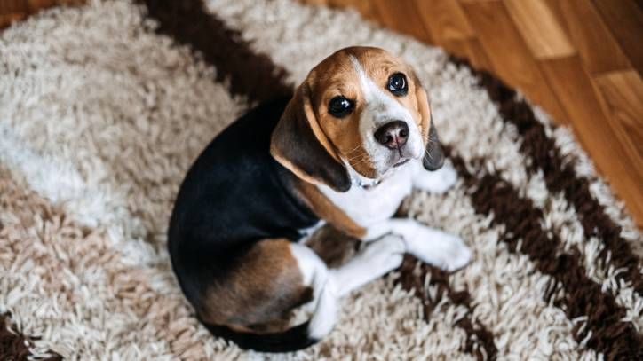 sad dog sitting on rug