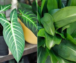 Xanthosoma (Caladium) lindenii and cast-iron plant