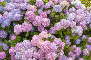 A bush of pink, blue and purple hydrangea flowers