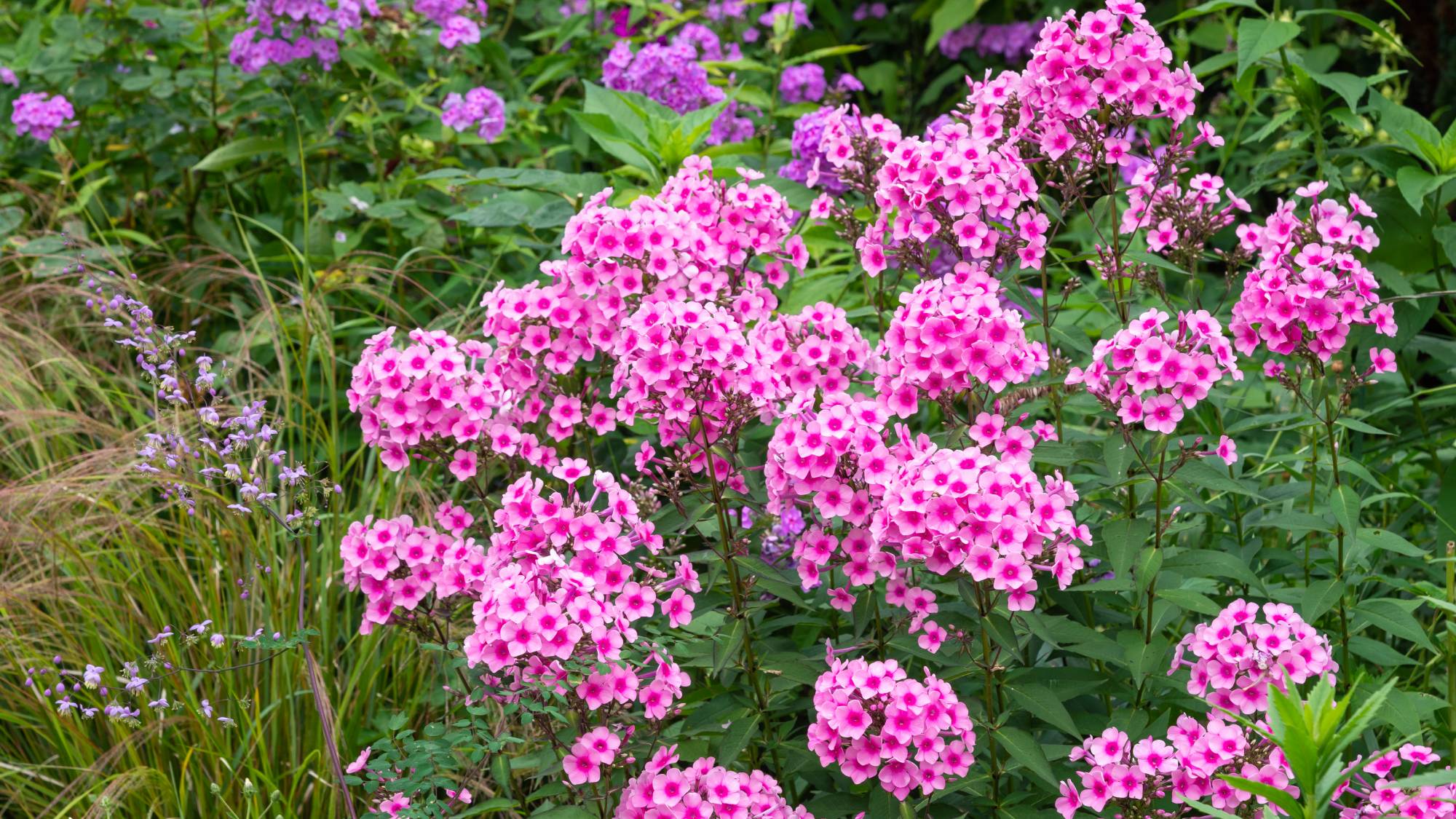 Bright pink garden phlox