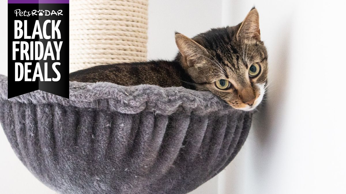 Cat tree Black Friday deals last chance to grab a bargain PetsRadar