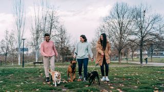 Friends walking their dogs in park