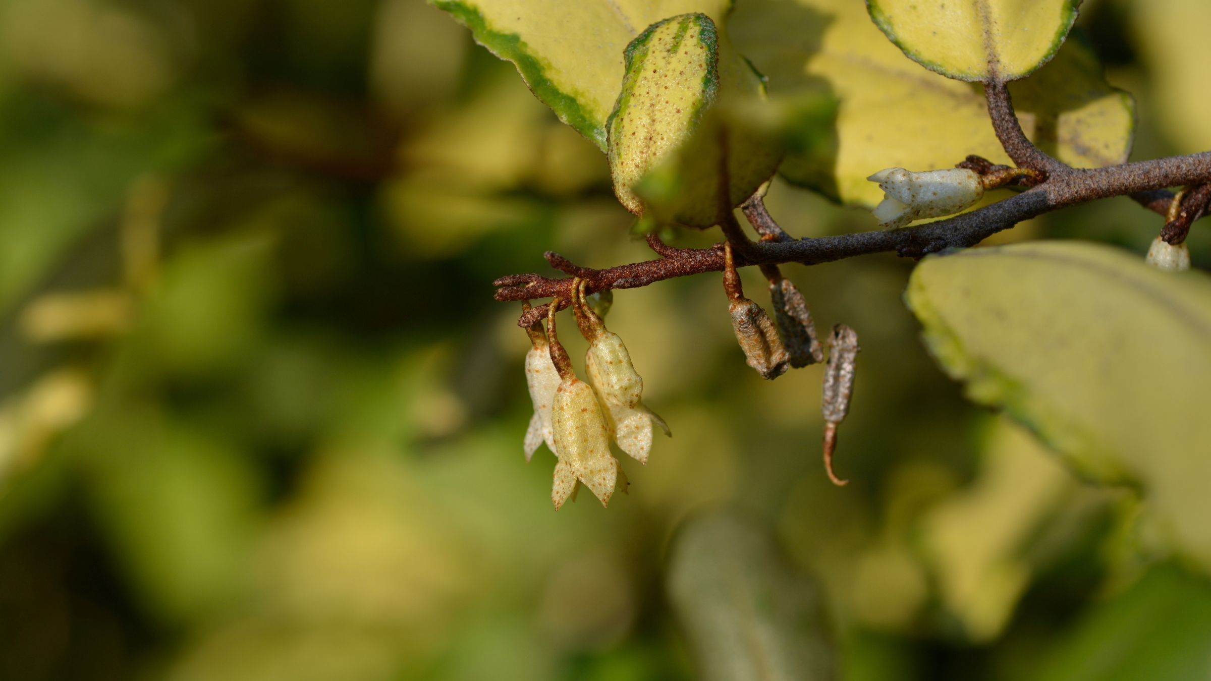 Flowering variegated Elaeagnus shrub