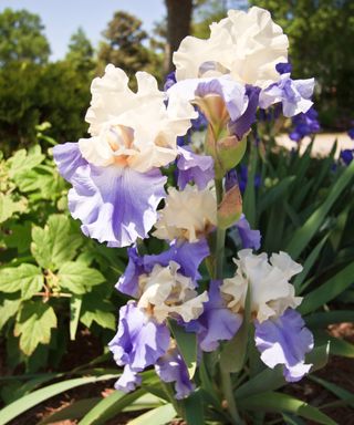 bearded iris Stairway To Heaven flowering in cottage garden