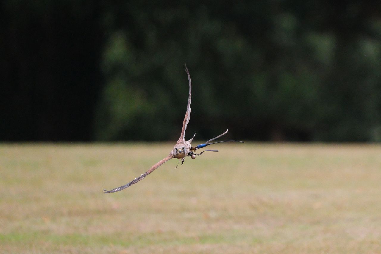 A photo of a bird of prey captured using a Fujifilm X-H2S and XF 400mm F4.5 R LM OIS WR telephoto lens