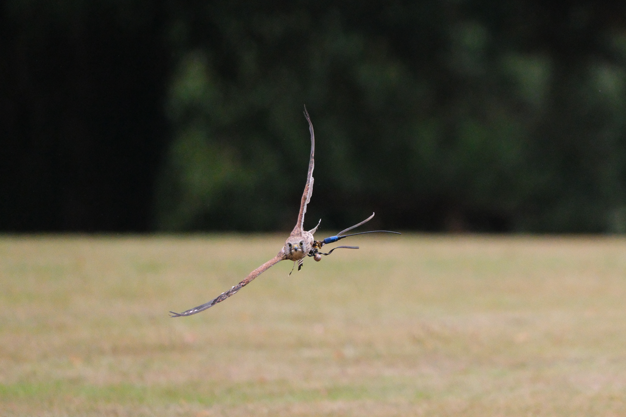 A photo of a bird of prey captured using a Fujifilm X-H2S and XF 400mm F4.5 R LM OIS WR telephoto lens