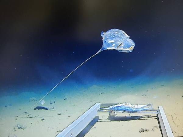 A Living Balloon On A String Discovered In The Deepest Part Of The