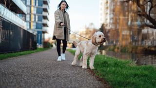 ways to keep your pet entertained when you're not there