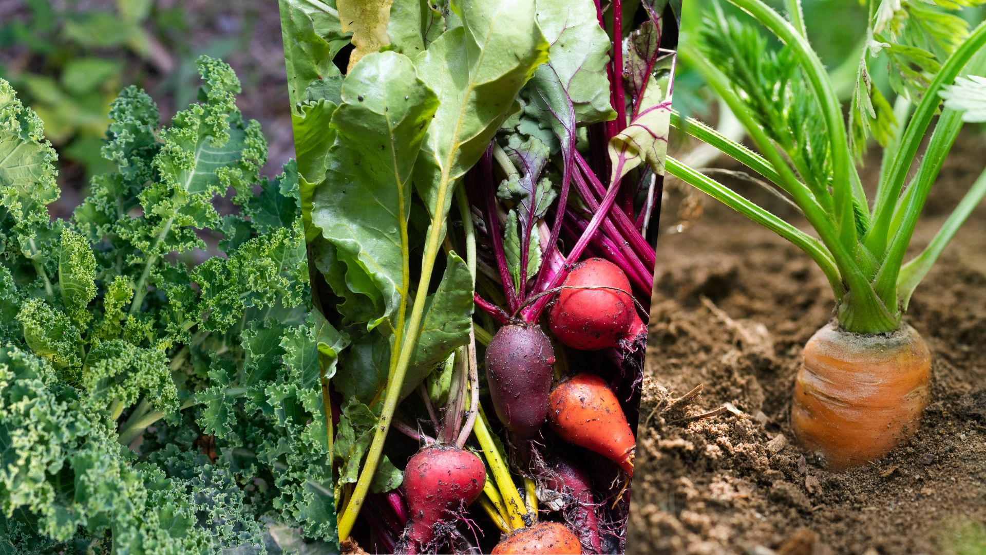composite of kale, beets and a carrot growing in a garden