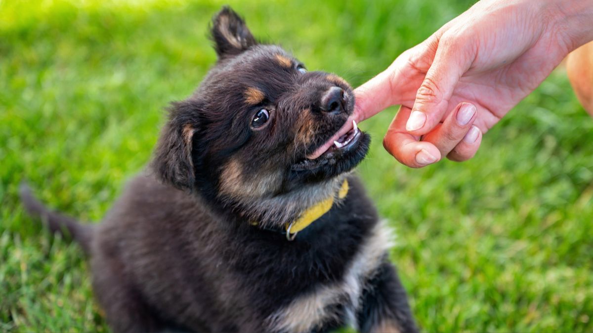 Puppy biting woman&#039;s finger outside