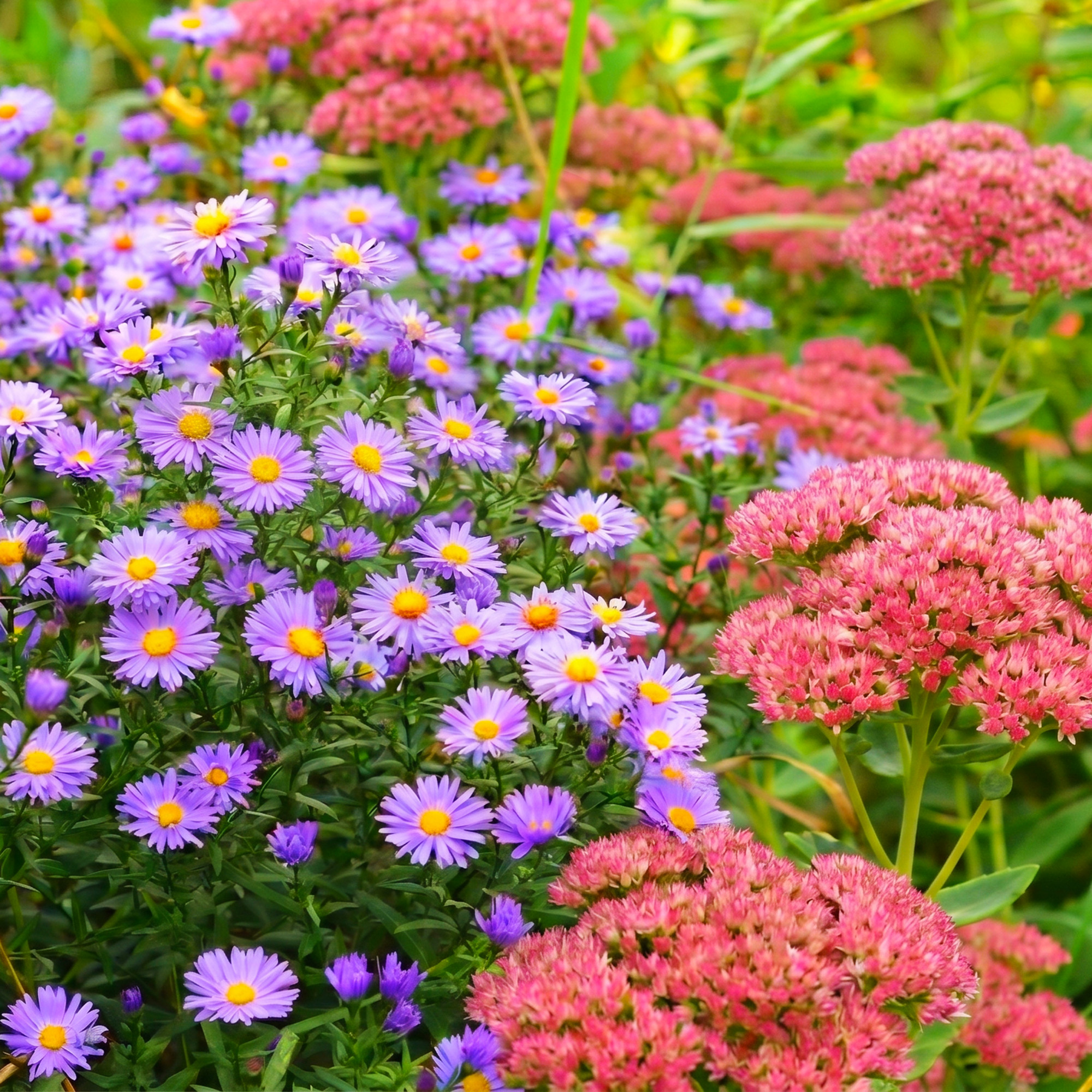 Italian asters paired with Autumn Joy sedum in the garden