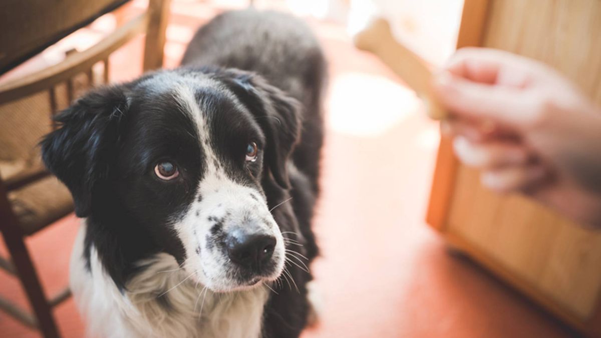 Do dog treats expire? How to long to keep dog treats | PetsRadar