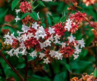 Tiny abelia flowers