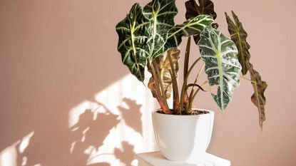 Potted alocasia in front of a pink wall