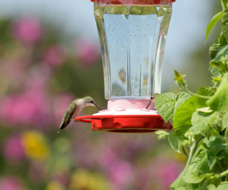 How to clean hummingbird feeders in 6 simple steps Homes & Gardens