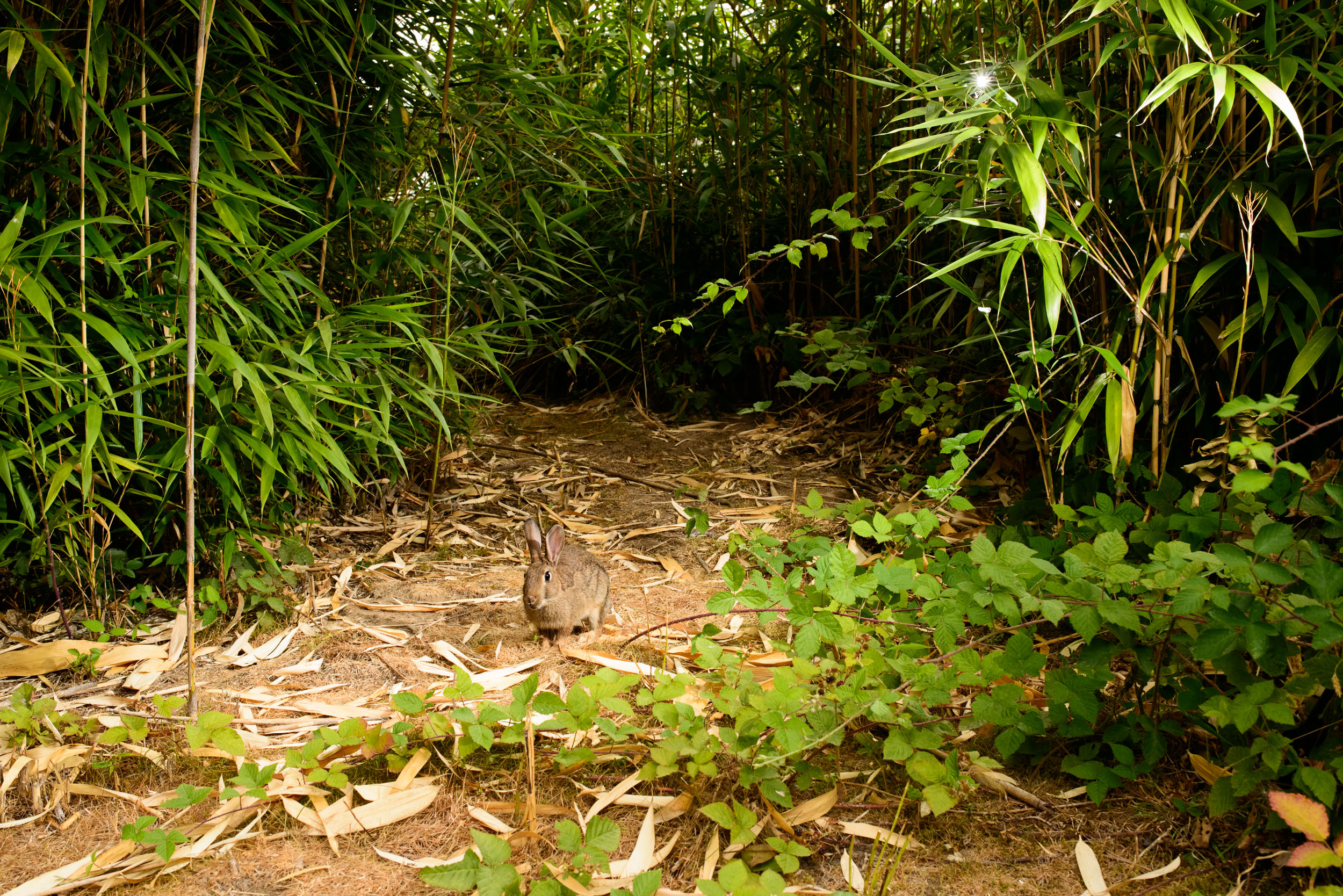 A wild rabbit in a clearing surrounded by bamboo foliage