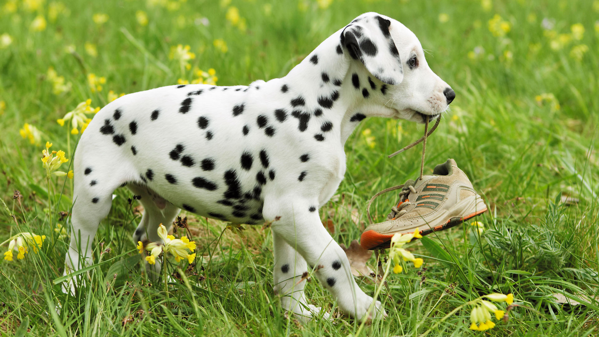 Dalmatian puppy carrying shoe