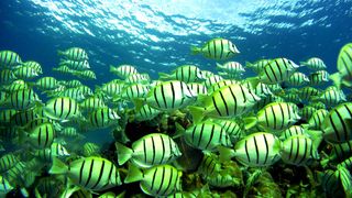 A school of yellow-green fish with black strips in water