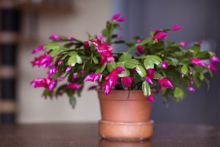 Christmas cactus (Schlumbergera) in a pot