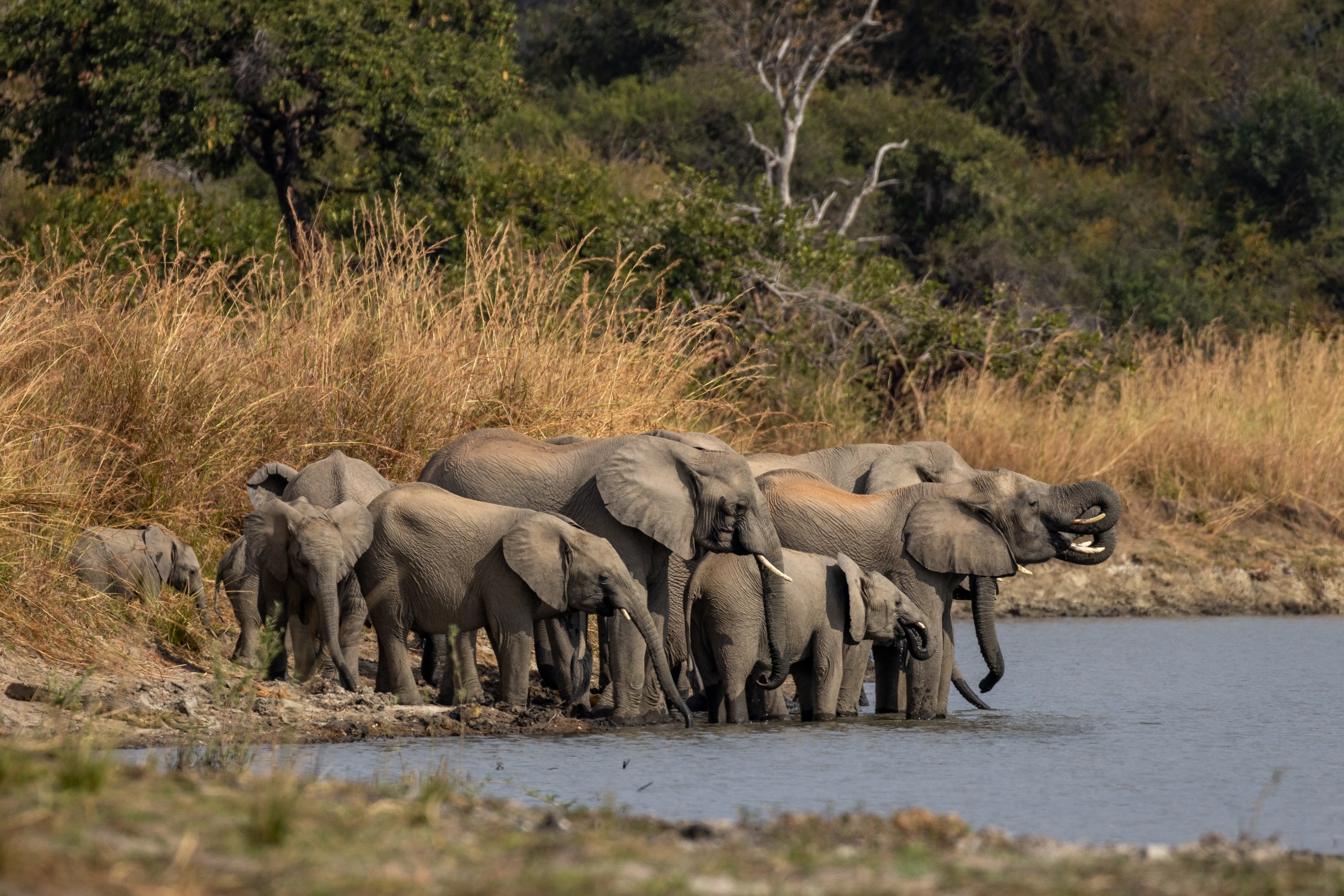 Anantara Tented Camp Kafue River