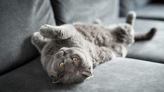 Cat lying on it's back over a sofa