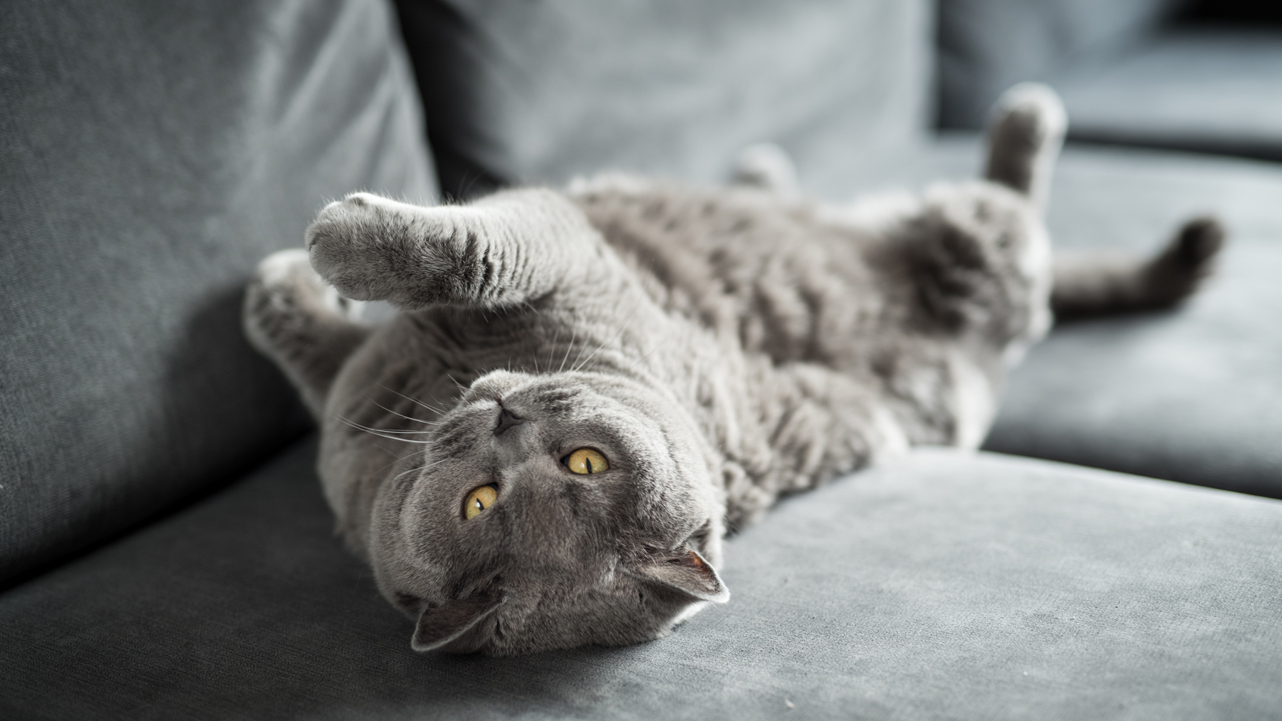 Got a needy, unhappy cat? Here's a behaviorist's simple tip for tiring ...